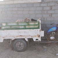 ستوته • شغاله • عوزة ترتيب