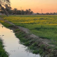 طابو زراعي • ٢٥ دونم • ابوغريب السميلات