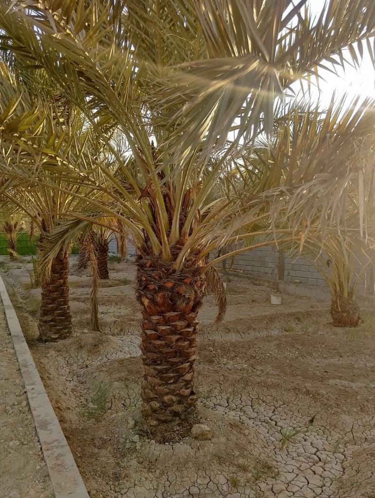 السلام عليكم قطعه للبيع مساحه 1075متر طابو زراعي يدخل اسمك سهم بالطابو مسيجه عله نهر وشارع تبليط عرض 10متر كل الخدمات متوفر وتحتوي عله عديد من  نخل بانوعه العنوان ابو الخصيب محيله تبعد عن الشارع السايدين تقريبن 500متر سعر260مليون وبي مجال قليل ***********
