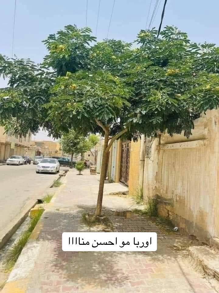 إذا عندك مساحة لا ضيع الوقت 

سعر شجرة اكسيا الفين دينار ارتفاع 90

البيزيا ساحل جهنميه متسلقه دفله 

كل شجره تحتاج شبك داير ما داير المتر الف او نص 

نحفر المكان نجيب الك شتل الباب البيت إلي يزرع كميه كبيره اله خصم كل المواد مع العمل علينه فقط عليك التواصل على خاص ومن الله التوفيق


**إذا كنت صاحب هذا الإعلان وتريد حذفه لأي سبب، رجاءا أرسل رسالة إلى الدعم الفني**
