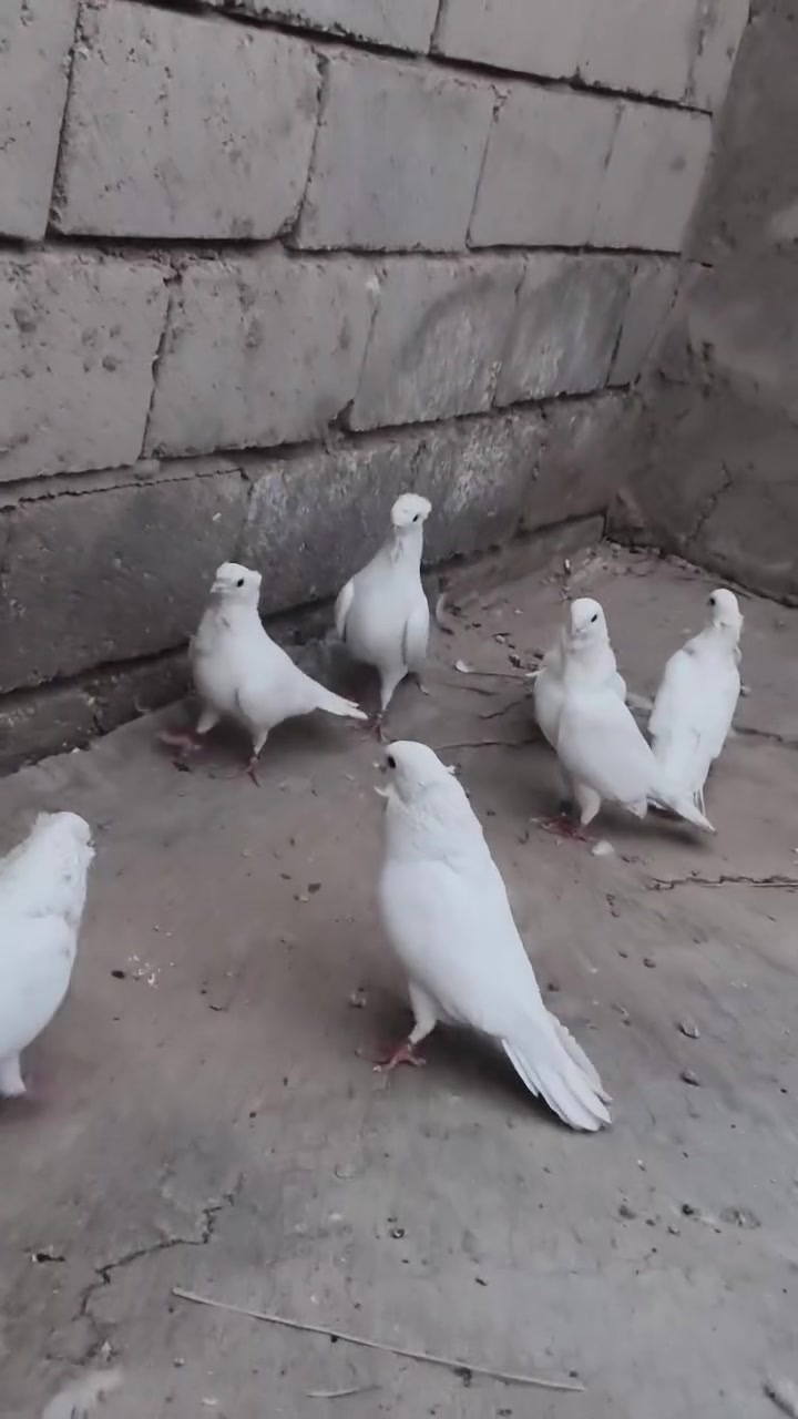 السلام عليكم شباب متاح سلافر بيض العدد7وزوج مكذلات بيهن فحل بي طخه الطيور نسوله مكاني حي نيسان شباب كلهن ب65قفل ‏‪***********‬‏طيره و فحل بس طيره. زايده
