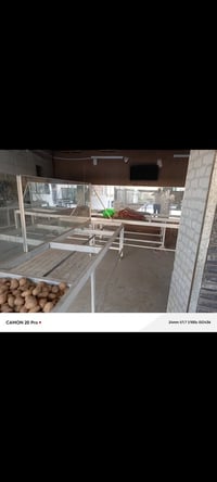 ميوزة • عدد ٦ • اليوسفية الصقور