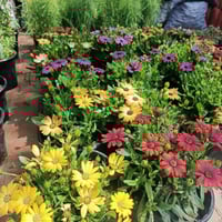 مشتل النورين • نباتات وزهور • واسط الصويرة