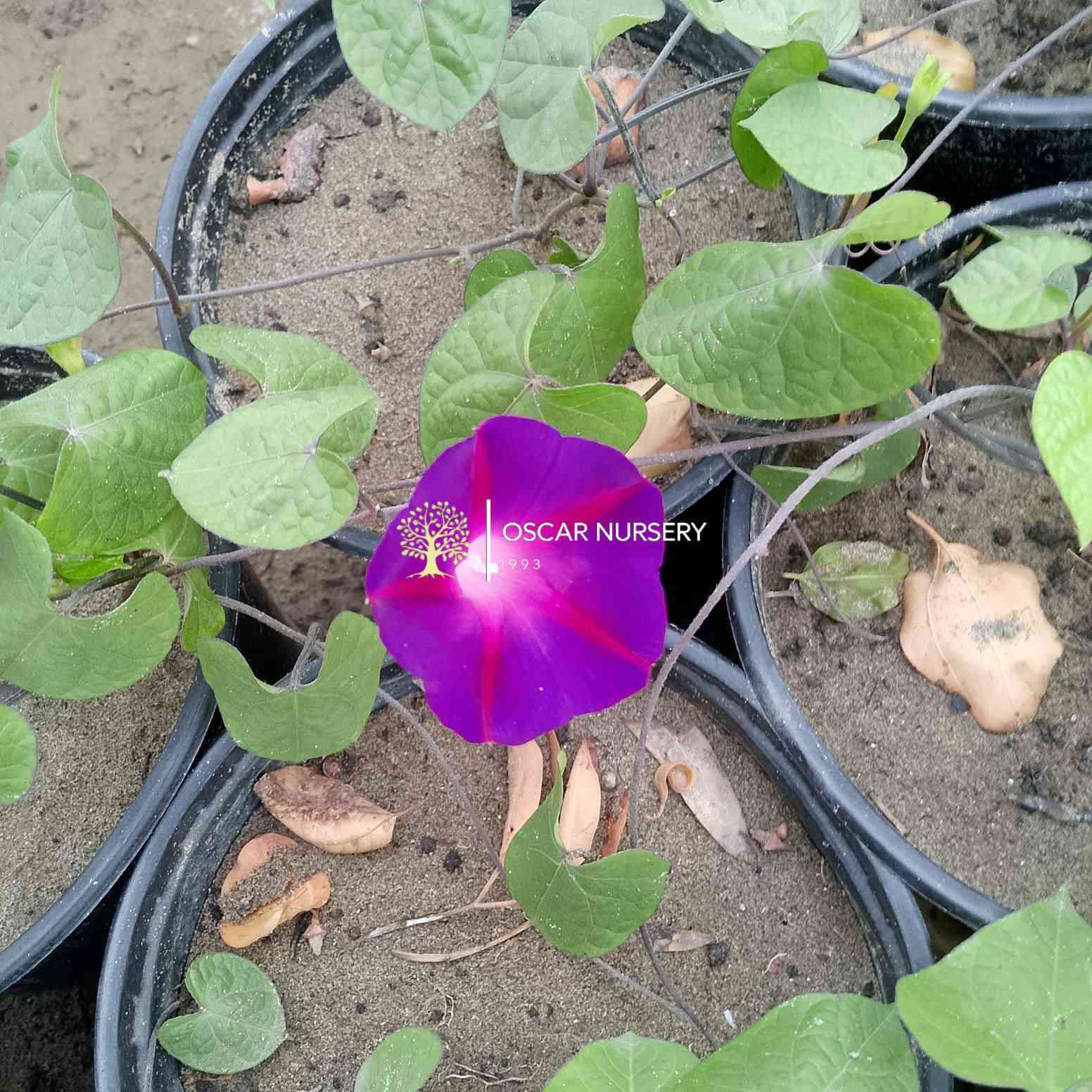 🌿 توفر متسلق مجد الصباح (Morning Glory) 🌿
زهرة جميلة بلون بنفسجي جذاب، سريعة النمو ومتسلقة، مناسبة للحدائق والأسوار والشرفات. تتميز بإزهارها الرائعة وأوراقها الخضراء الكثيفة.
💜 نبات صحي وجاهز للزراعة
☀️ يحب الشمس المباشرة
🌱 سهل العناية وسريع الانتشار
💰 السعر: 2,000
#للبيع #نباتات #متسلقات #مجد_الصباح #زهور #حدائق #نباتات_زينة 🌿💜
📍 زورونا في:
مشتل الأوسكار 🌿
حي الحنانة – شارع نجف / كوفة
(مقابل غرفة تجارة النجف وفريندز كافيه ومطعم شريف – مجاور متنزه الحنانة العائلي)

🪴 نوفر تشكيلة واسعة من:
النباتات الظلية، الخارجية، المستلزمات الزراعية   ✨

🕗 أوقات الدوام:
يومياً من 8:30 صباحاً ولغاية 8:00 مساءً

📞 للطلب والاستفسار:
***********
***********

📱 اتصال | واتساب | مراسلة عبر الفيسبوك

💳 متوفر دفع:
زين كاش & ماستر كارد

🚗 خدمة توصيل داخل النجف
🛵 ومتوفر بعض المنتجات الزراعية عبر تطبيق توترز

🌹 أهلاً وسهلاً بكم دائماً في مشتل الأوسكار
مكانكم لكل ما يخص الجمال الطبيعي والديكور الأخضر 🌿
