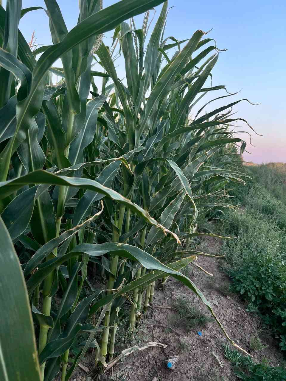 بسم الله ماشاء الله
اليوم في جوله حقليه
عن الصنف الواعد الكرواتي المنشا
#الونور
صنف ثنائي الغرض
ماشاء الله النتائج تتكلم
للطلب او الاستفسار
هـ***********
مكتب العالمية الزراعي
