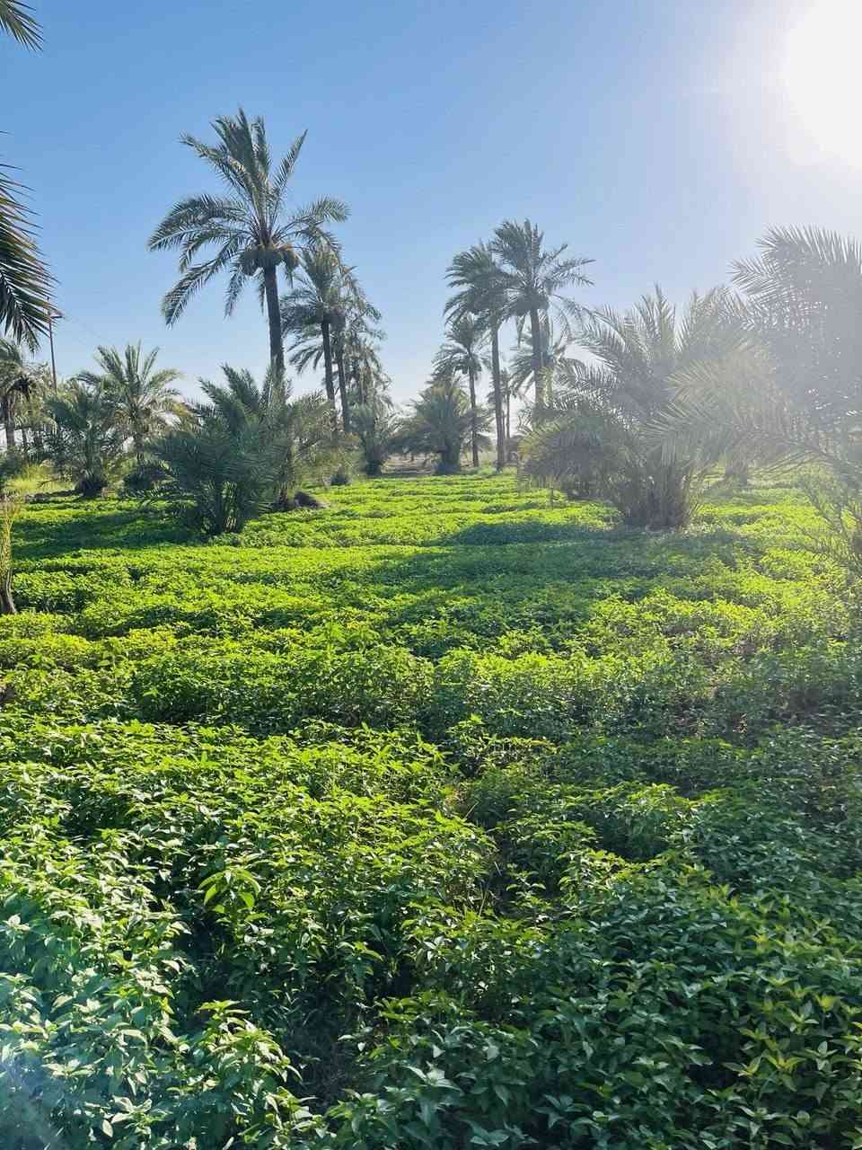 بستان للبيع 10 دوانم بظهر جامعه ميسان طريق الكحلاء


**إذا كنت صاحب هذا الإعلان وتريد حذفه لأي سبب، رجاءا أرسل رسالة إلى الدعم الفني**