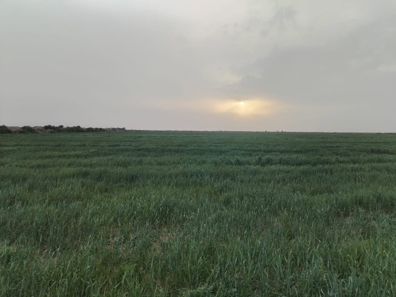 ارض مساحه 50 دونم مستصلحه وصدر ماء وهيه اللن مزروعه للموسم الشتوي تقع في دلمج محافظه واسط 
للاستفسار الاتصال ع صاحب الارض ***********
