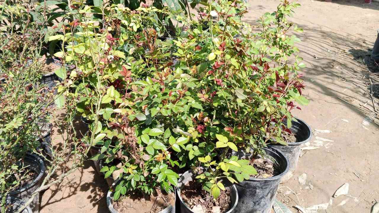 السلام عليكم ورحمة الله وبركاتة
تم وصول وجبه جديده من 

الوࢪد الجوري 

وزيتون الخستاوي 

و.كالبتوس 

ولثيل الهندي 

ورد دفله 

العنون قضاء الشرقاط السگتيه مقابيل قاعه دريم ستيي 

للستفسار اتصل عله هاذه الرقم ***********

وحياكم الله الجميـ؏

الكل
