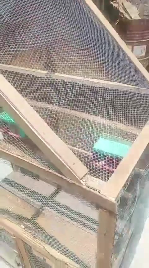 قفص غير مستخدم ب35 وبي مجال


**إذا كنت صاحب هذا الإعلان وتريد حذفه لأي سبب، رجاءا أرسل رسالة إلى الدعم الفني**