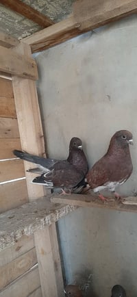 زوج رمانيات • مقصوصه • تكريت عوينات