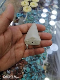 سن قرش • تميمة • حماية وقوة