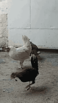 السلام عليكم متاح دجاج عرب ديج و١١ دجاجه الوان حلوه ديج شمسي الدجاجات كلهن بياضات{امايات} بغداد الزعفرانية الاستفسار على ***********
