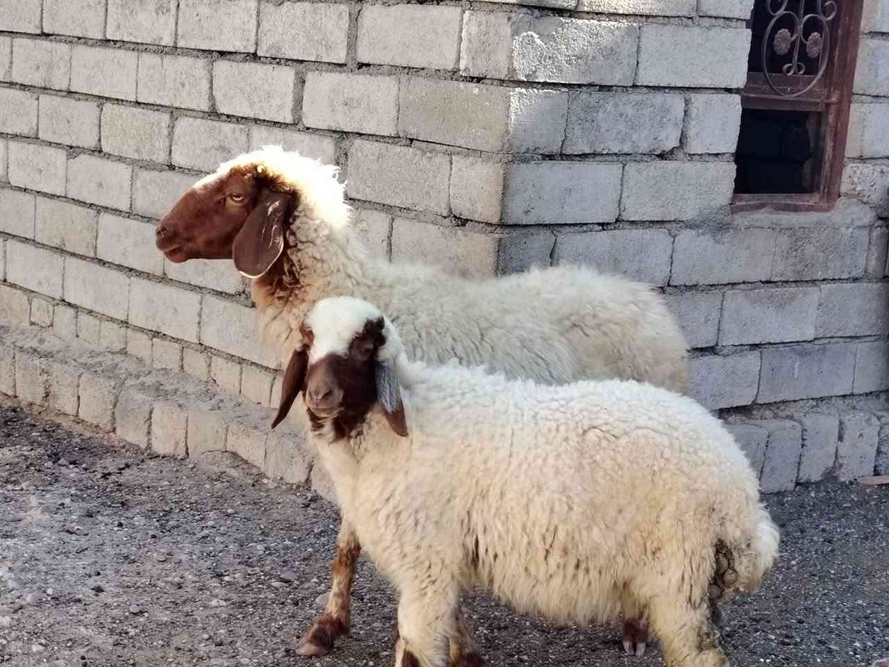 يوجد مطفل وراه طلي  مالت جنيه نعجه حلوه سنه درجه اوله شرط سن وشطر مكفوله عله كل عيب
المكان صلاح الدين بيجي 
                             الشراي يخابرني 
اسيا *********** زين ***********
