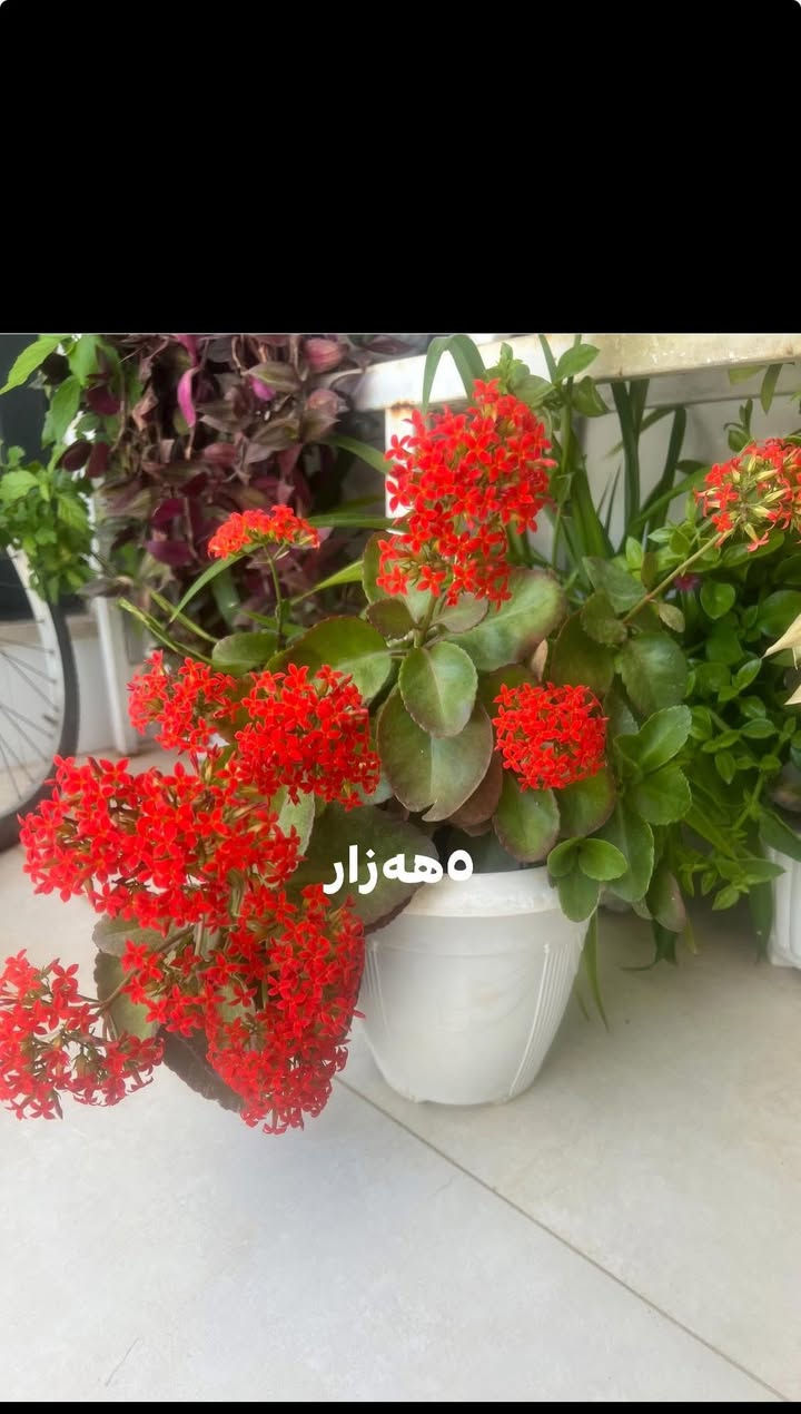 شوین هەولیر


**إذا كنت صاحب هذا الإعلان وتريد حذفه لأي سبب، رجاءا أرسل رسالة إلى الدعم الفني**