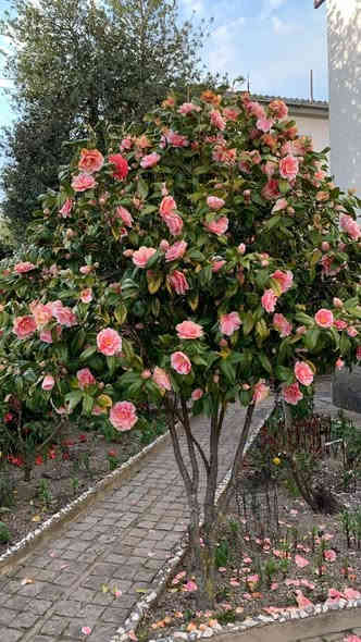 الكاميليا الجميلة

نبات شجيري دائم الخضرة يشتهر بأزهاره الكبيرة والنابضة بالحياة التي تتفتح عادة في الشتاء والربيع

الاستخدام غالبا ما تزرع في الحدائق أو كشجيرات مميزة، وهي مناسبة للزراعة في الأواني الكبيرة كما في الصورة

متوفر لدى مشتل الورده الصفراء بعده ااحجاام 
للطلب  او  الاستفساار  على  ***********
