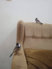 بلابل • ممتزوجات • كوت داموك