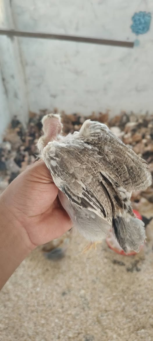 كتاكيت أبو ركيبة الاغلب ورد الباگله ماخذه جميع اللقاحات الزوج بـ 7 العمر 45 يوم تقريباً مكاني ناحية العبيدي
كتاكيت أبو ركيبة الاغلب ورد الباگله ماخذه جميع اللقاحات الزوج بـ 7 العمر 45 يوم تقريباً مكاني ناحية العبيدي 
***********
