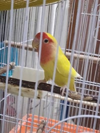 طيور غندور • زوج طيور • اناث منتجة