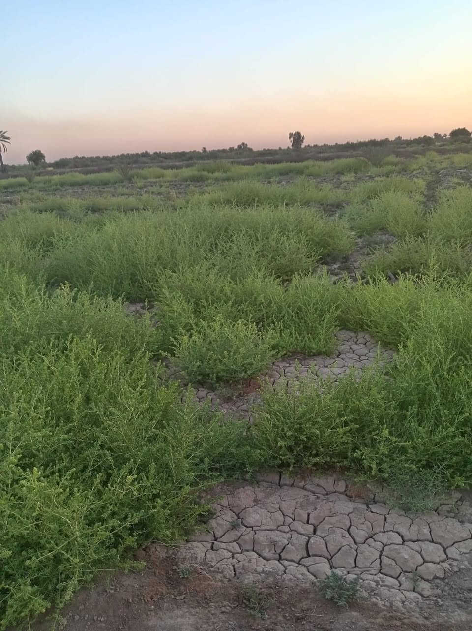 سلام عليكم يوجد دونم وربع سند ٢٥ بسمي على شارع لبنافع كامل لخدمات تبعد عن شارع العام ١٠٠ متر وترهم تقسيم قطع شارعه الفرعي ١٢ متر كله واجهيه *********** يوجد واتساب
