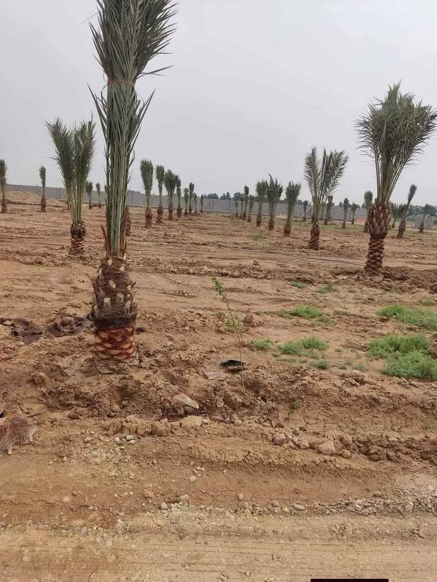 تتوفر لدينا اميات حماله من متر الى 6 متر التوصيل لكل العراق بكافة انواعها وصنوفها
 خستـــاوي/   بريــــــم  /عمــران
 تبــــرزل  /مكــــــتوم  /جمــالـي/ اشرصي
 بربــــــن  /حــمـراوي  /شـــــكر/ شوثي اصفر
عــــــراقي اصـــــــــلي 100% 
كل انواع الفسائل امانة الله ورسولة خاص بالمزارع مالتنه
متوفرة كافة الاحجام وحسب الطلب والنوع امهــات ذكـــــــور
كذلك يوجد لدينا توصيل لكافة محافظات العراق مد
 المشاتل وكافة المزارع الخاصة والعامة
 البيع بالجملة من ١٠ وفوك مع ضمان النقل والزراعة
للحجز والطلب والاستفسار مراسلة الصفحة او الاتصال على الهاتف او الواتساب :
***********
