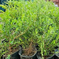 يااس عطري  الياس العراقي   نبات يصلح  لهندسة الحدائق  سعر /  4 الف   م...