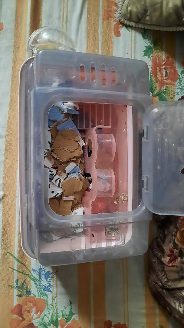 سنجاب طائر نوع البينو اللون كريمي
ويا حاضنه والاكل الخاص مالته 
المكان الرمادي 
للتواصل على الواتس اب 
***********
