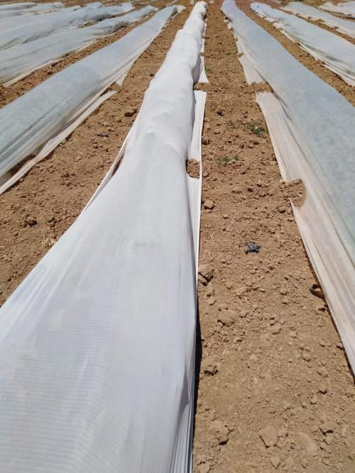 🌱 اخواني المزارعين وأصحاب البيوت البلاستيكية 🌱
متوفر شاش زراعي (كلينكس زراعي) 

☑️يتوفر أكثر من 4 أنواع 
✅ العرض: 3 متر
✅ الطول: 400 متر
✅ صناعة راقية جداً بجودة عالية
✅ سعر مناسب جداً والي يرضيك 
✅ يتوفر توصيل لكافة المحافظات العراقية 🚚

📍 الموقع: واسط – الصويرة
📞 للطلب والاستفسار:
*********** – ***********
🍃  م. منتظر الشجيري

الكمية محدودة، لحك قبل النفاد �
