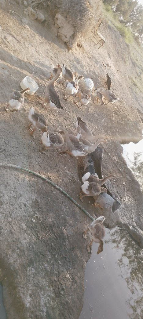 سلام عليكم بطوط للبيع عدد 12 بطه سعر زوج 25 بيهن مجال شراي يجي خاص مو شراي لا يراسل


**إذا كنت صاحب هذا الإعلان وتريد حذفه لأي سبب، رجاءا أرسل رسالة إلى الدعم الفني**