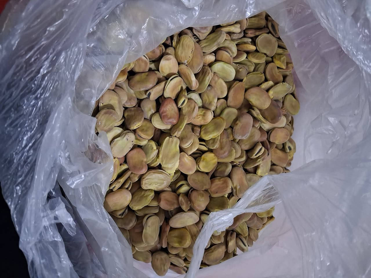 عندي فاصوليا كيلوين ونص وباقلاء يابسه  اكثر من ٣ كيلوات  مشتريهن قبل شهرين من صارت الحرب علساس نخزنهن وهسه نريد نبيعهن كلهن ب ١٠ الف مكانهن مركز الحله حي نادر للإستفسار أكثر خاص


**إذا كنت صاحب هذا الإعلان وتريد حذفه لأي سبب، رجاءا أرسل رسالة إلى الدعم الفني**
