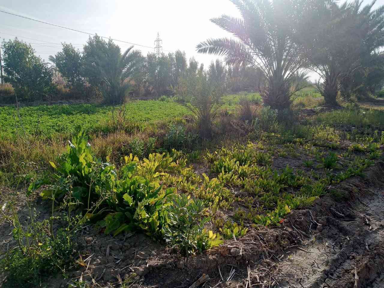 سلام عليكم بستان للبيع
باقي تفاصيل عل خاص


**إذا كنت صاحب هذا الإعلان وتريد حذفه لأي سبب، رجاءا أرسل رسالة إلى الدعم الفني**