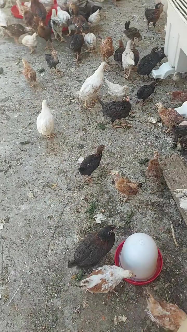 افراخ عرب اصلي نشاط فول ماخذات كل القاحات العمر 3اشهر سعر الزوج 10قفل الخاص مفتوح


**إذا كنت صاحب هذا الإعلان وتريد حذفه لأي سبب، رجاءا أرسل رسالة إلى الدعم الفني**