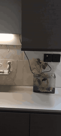 كاونتر نظام تركي للبيع ٤٥٠ مكاني الدوره قياس مترين وعشره سانتيم المعرض  والسنك متر ونص *********** فقط الشراي يتصل
