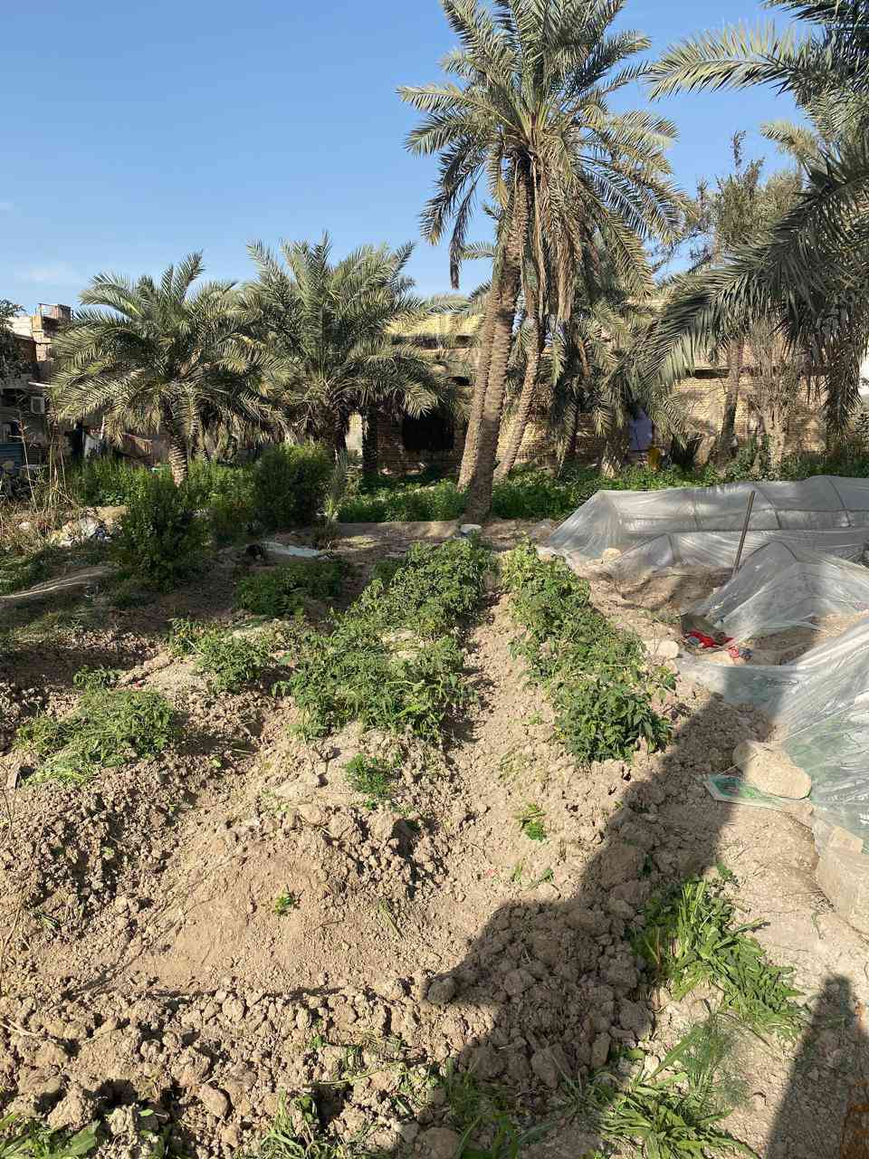 بستان مع دار كبير 300م لبيع مساحه الكليه 1800م الاستفسار عبر الارقام ***********
***********
