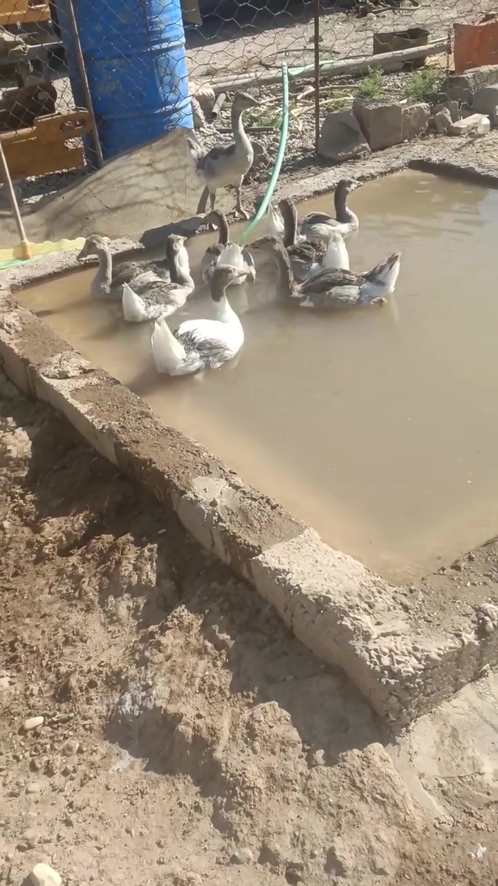 يبيع 25,000 قفل 7516979148 رقم واتساب


**إذا كنت صاحب هذا الإعلان وتريد حذفه لأي سبب، رجاءا أرسل رسالة إلى الدعم الفني**