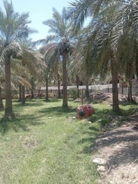 بستان • نخيل • ارض زراعية • مزرعة • عقار • للبيع • نخل • بساتين