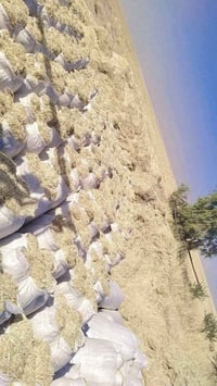 يوجد تبن دراسه ابيض وناعم ودكاك فول حجم الكيس 55 سعر الجوز 3000 والتوص...