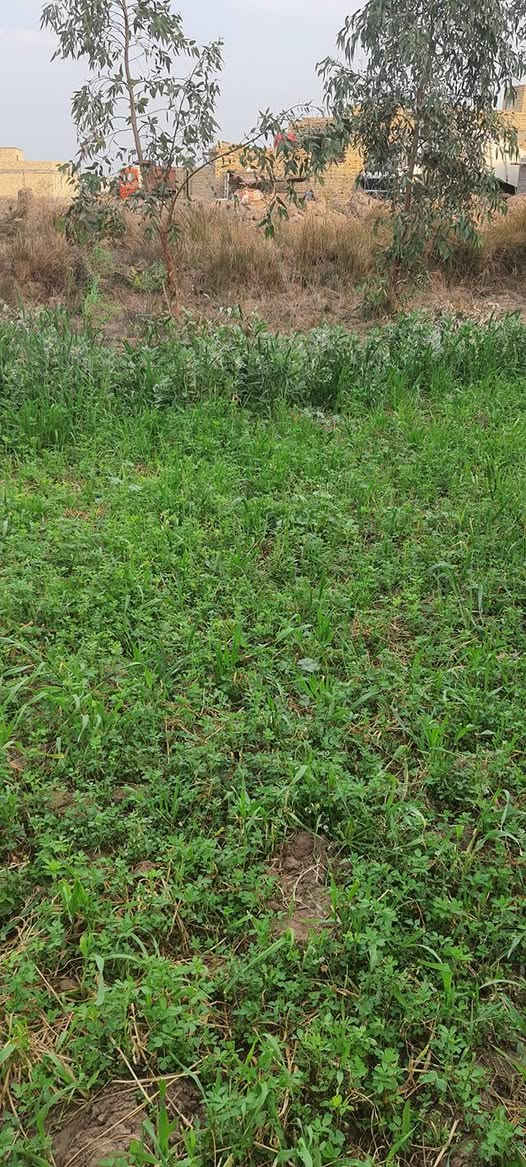 سلام عليكم بستان بلمزبانيه قرب المدرسه المساحه الف متر النزال ٤٠والعرض ٢٥طابو زراعي سند خمسه وعشرين السعر ١٢٥وبي مجال  رقم التليفون***********
