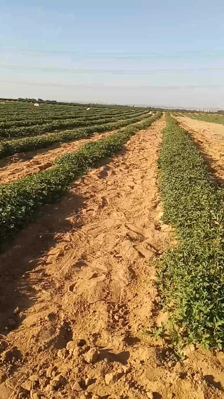 مزرعه30فدان للبيع فى وادى النطرون 
وجهه ٢٥٠ متر على الاسفلت  بتقسيم الاهرام فى اجود رقعه زراعيه فى وادى النطرون من حيث الارض والمياه
المزرعه بعقد ملك من محافظه البحيره وليس عليها اى مستحقات للدوله عقد باسم المالك مباشر بدون توكيلات حيازه زراعيه وكارت فلاح
المزرعه مجهزه بمحول 100kكهرباء حكوميه وبئرمياه ارتوازى 
نسبه الملوحه فى المياه ٥٠٠جزء تصلح لكل انواع الزراعات والمحاصيل 
للتواصل 01069582965


**إذا كنت صاحب هذا الإعلان وتريد حذفه لأي سبب، رجاءا أرسل رسالة إلى الدعم الفني**