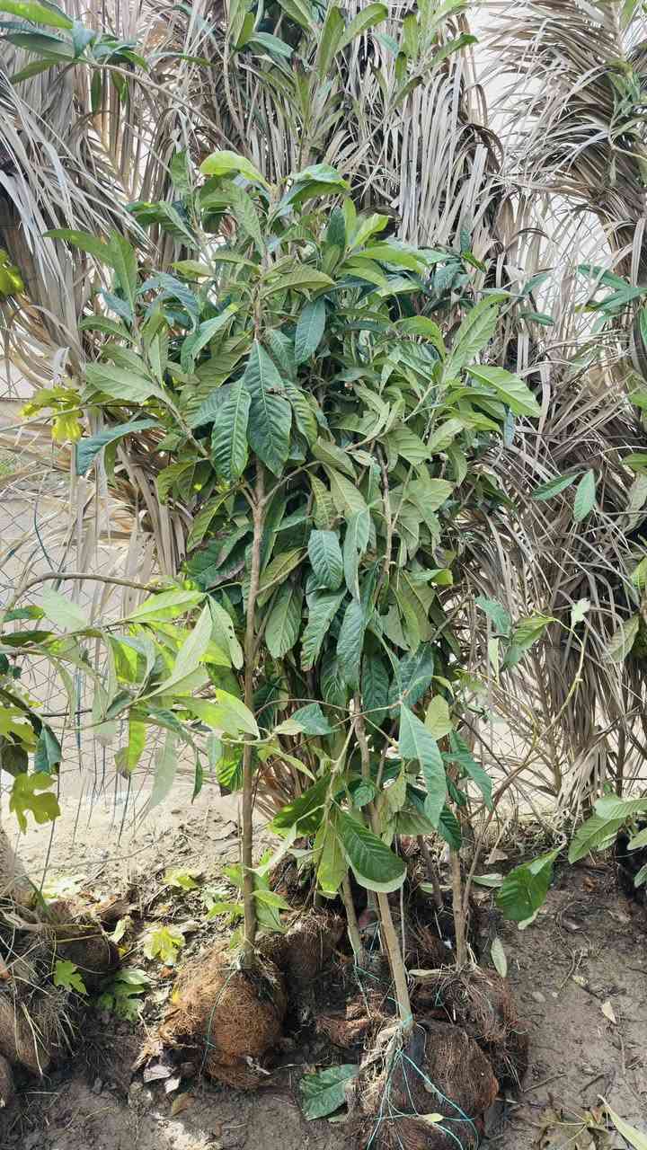 السلام عليكم وصول وجبة جديدة من الاشجار النفضيه بأحجام وانواع مختلفة #م مشتل الزهرة البيضاء مقابل افران البركة مجاور مطعم حكاية وماركة الغانم 
هـ***********
