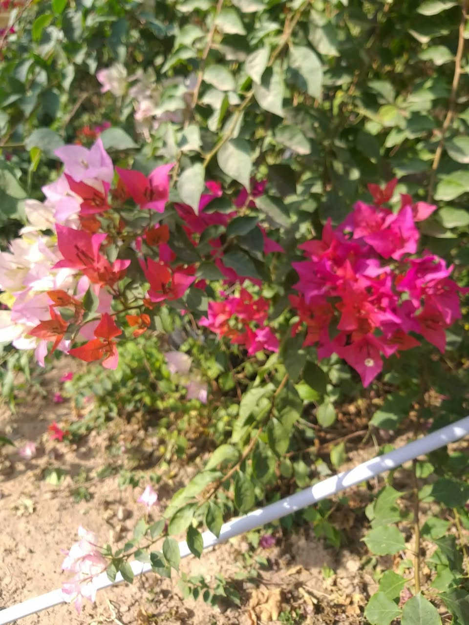 السلام عليكم احبتي الكرام يتوفر جهنمي متسلق هاي الاوان الي بالصور يوجد خدمه توصيل بغداد وديالى فقط
***********
