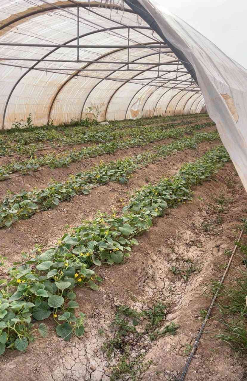 السلام عليكم السلام عليكم للبيع ارض زراعية نشطة جدا  سند 25 طابو زراعي موقعها اليوسفية بير الحمام (خشوم حلان)☝️قرب السريع الدولي تبعد عن بغداد 10دقايق مساحتها دونمين  الارض مستصلحة ماءالسقي وماء اسالة وكهرباء وتبليط قرب شارع العام الرئيسي الدولي  واجهة 57نزال 80 حدودها طبيعية🌴 للاستفسار اكثر اتفضل ***********
