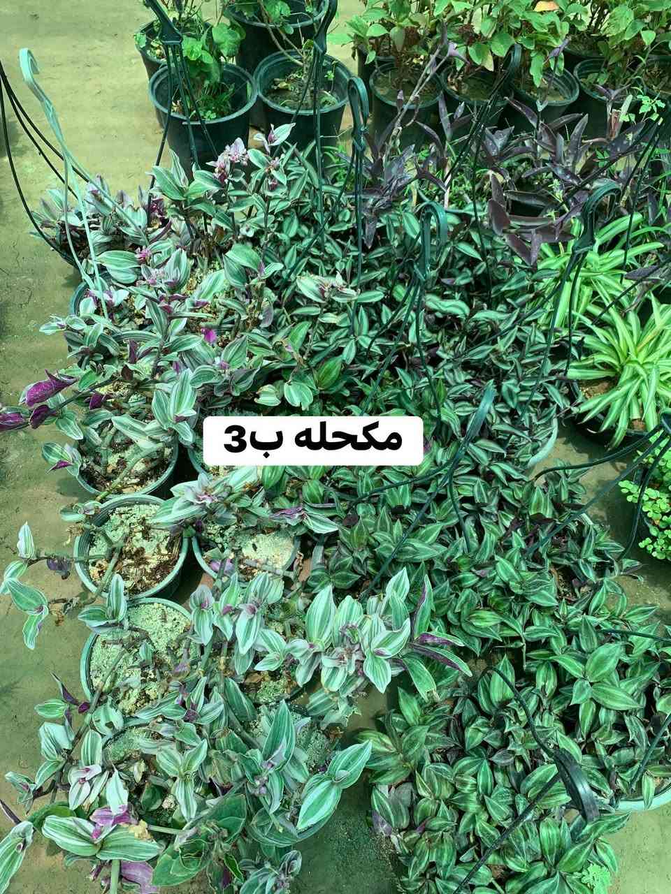 تفاصيل واللسعار داخل صور 🥰🌹


**إذا كنت صاحب هذا الإعلان وتريد حذفه لأي سبب، رجاءا أرسل رسالة إلى الدعم الفني**