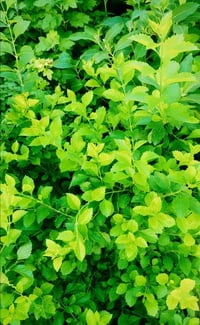 نباتات • عرض اسبوع • خانقين
