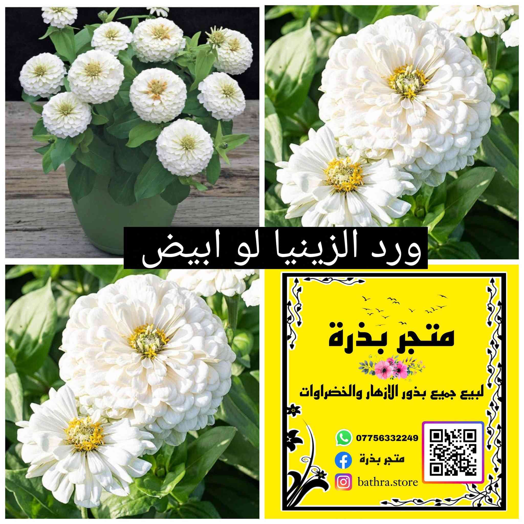 السلام عليكم ✋
متوفر مغلفات بذور منها موسمية ودائمية البذور تاريخ انتاجها ٢٠٢٥-٢٠٢٤ وتاريخ انتهاء ٢٠٢٨-٢٠٢٧ 

🌱🌱متاح ايضا بذور خضراوات🌱🌱

♦سعر المغلف المفرد ١٥٠٠ دينار ♦

✅ العروض المتاحة✅

1- سعر ١٢ مغلف ب ٢٠ الف مع التوصيل 

2- سعر ١٥ مغلف ب ٢٥ الف مع التوصيل 

3- سعر ٢٠ مغلف ب ٣٠ الف  مع التوصيل 

توصيل جميع المحافظات ٥٠٠٠

للتواصل مراسلة الصفحة او التوصل على الواتس اب على الرقم ***********
