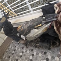 وارد امريكي • موديل ٢٣ • سرعتها ٨٠