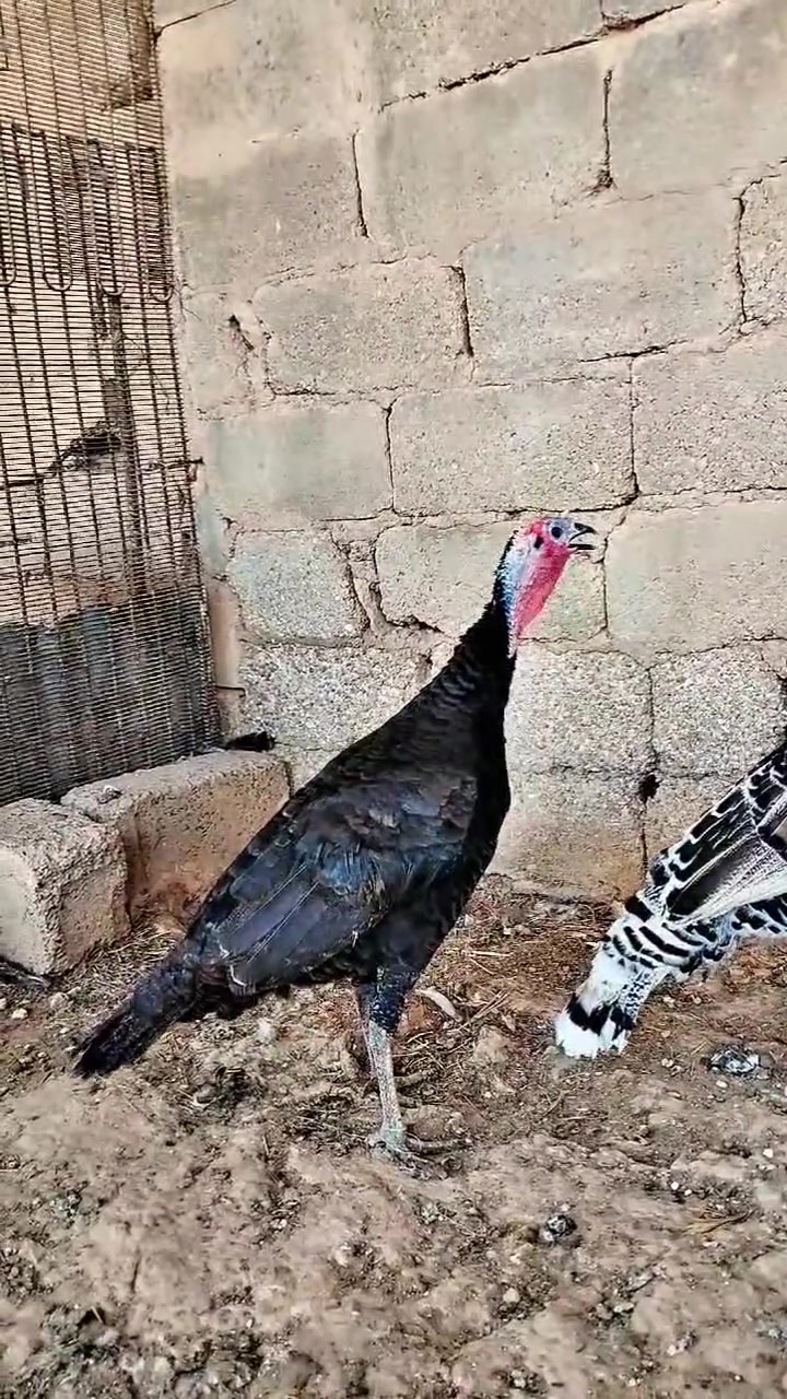 للبيع ديج فسفس حايل وسمين سعر 70 وفسيفسه امايه ب 25 مكان حديثه


**إذا كنت صاحب هذا الإعلان وتريد حذفه لأي سبب، رجاءا أرسل رسالة إلى الدعم الفني**