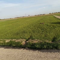 الرمادي مدخل زنگوره • طابو زراعي • ٣٫٥ دونم