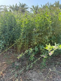 جت • طريق سوق الشيوخ • الكرمه