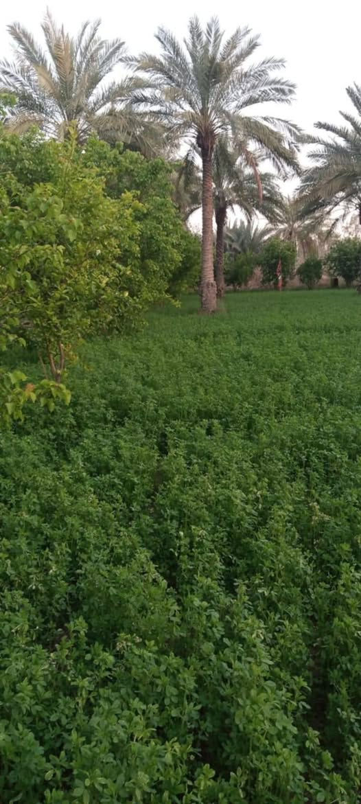بستان للبيع...

المساحه الكليه دونمين ونص سند زراعي 25 يتحول بالطابو كافة الخدمات متوفره ماء نهر  وكهرباء قريبه ع شارع العام شارع السياحي تبعد 500 متر  تحتوي ع نخيل واشجار فواكه تين وعرموط وحمضيات تصلح سكن ونزهه ترفيهيه 

📍 الموقع حله سياحي قرية العتايج

للاتصال ***********
للاتصال ***********
