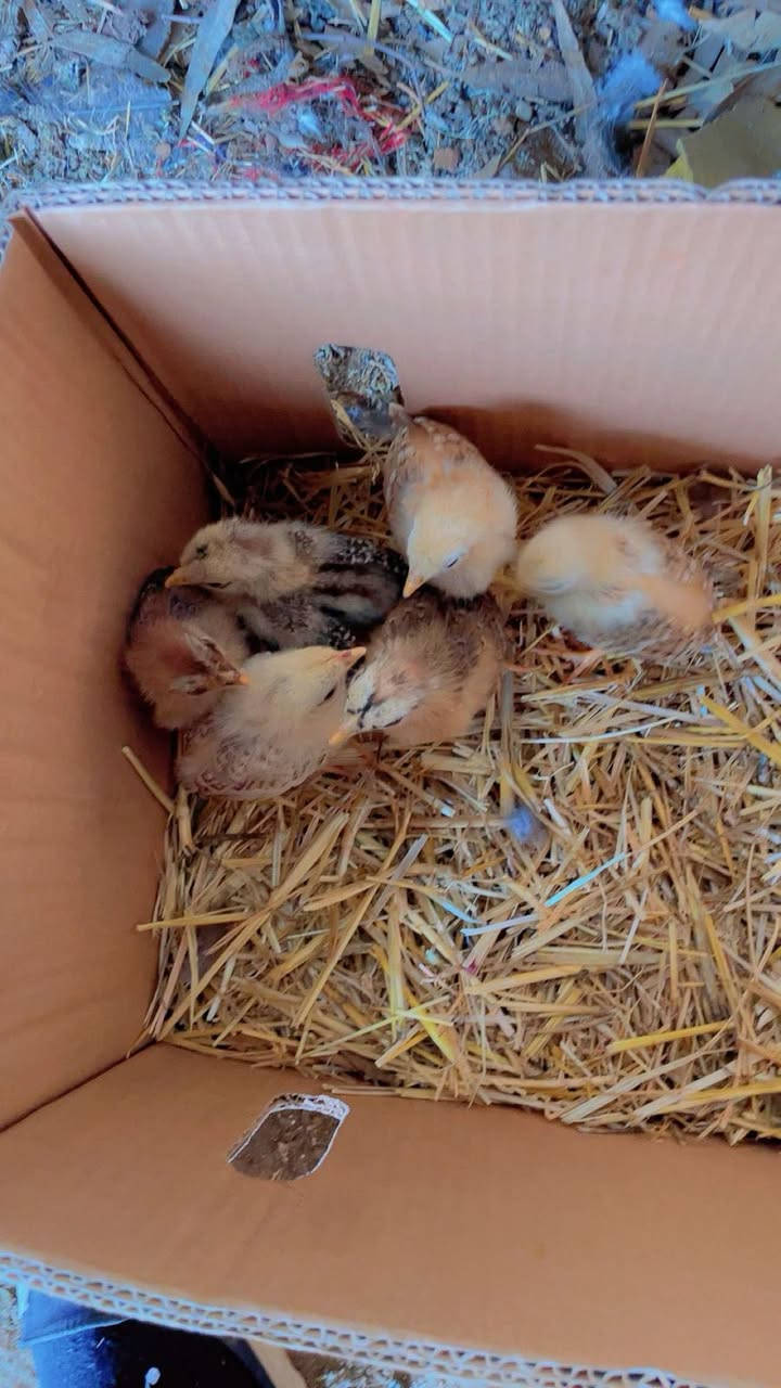 دجاجه بورسلاين حبه وحبه وبناتها دندراويات وفريات وراها ٦ افراخ  عمرهن شهر هاي حلال مال مزرعه شرط الصحة والنظافة الشراي اليريدها يتصل على الرقم وبيه خير ويدلل المكان بغداد التاجي توصيل موجود داخل بغداد على المشتري ..  ‭٠٧٧٣ ٧٦٠ ٢١٢٨‬
